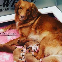 Nova Scotia Duck Tolling Retriever Puppies from Meadowlark Tollers