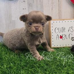 Diamond - Chocolate blue female Chihuahua puppy in Bowdon, Georgia from Paschal's Pups
