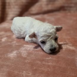 Moon (AKC) - White female Poodle puppy in Rainbow City, Alabama from Spinks Poodles