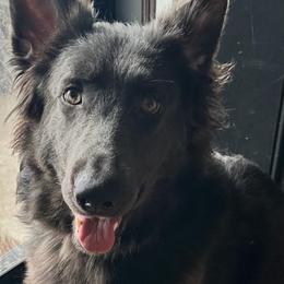 Luna - German Shepherd