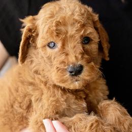 Honey - Red  female Poodle puppy in Grimsley, Tennessee from Above Standard Poodles