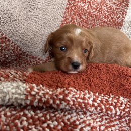 Cavapoo Puppies from Coles Cavapoo’s