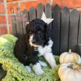 Cinnamon Toast Crunch - Black and white female Aussiedoodle puppy in Corydon, Indiana from Ridgeline Doodles