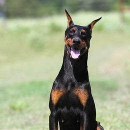 Scarlet - Doberman Pinscher