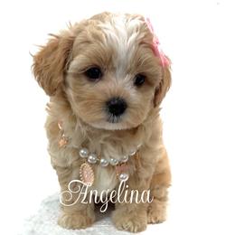 Angelina - Apricot female Maltipoo puppy in Spring, Texas from GlamPaw Maltipoos