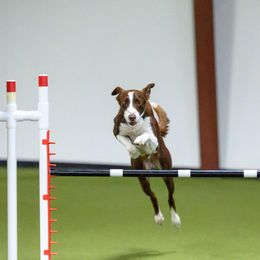 Border Collies from Vibrent Vortex