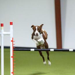 Border Collies from Vibrent Vortex