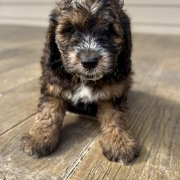 Boy 1 - Tri-color male Bernedoodle puppy in Russiaville, Indiana from Pleasant Creek Minibernedoodles