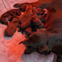 Labrador Retriever puppies from Lost River Labradors