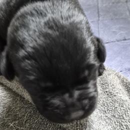 Pepper, lavender collar - Black female Labrador Retriever puppy in Greenwich, Ohio from Pure Gem Kennel