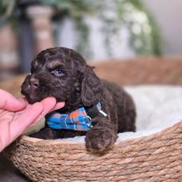 Rhett - Brown and tan male Cockapoo puppy in Hartville, Missouri from Petty Paws