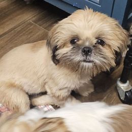 Kevin - Brindle male Shih Tzu puppy in Victorville, California from RUMBLE n TUMBLE