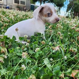 Now Willow formerly Allie - Dapple female Dachshund puppy in Herald, California from Bluegum Dachshunds