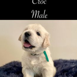 Croc - Golden Retriever puppy from Mayflower Goldens