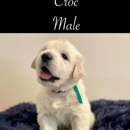 Croc - Golden Retriever puppy from Mayflower Goldens