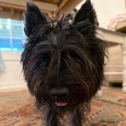 Egret - Cairn Terrier