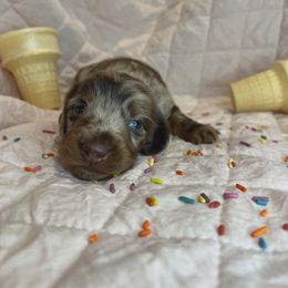 Moose Tracks - Dapple male Dachshund puppy in Henry, Virginia from Dumbledore's AKC Mini Dachshunds