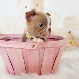 Boston Terrier Puppies from Our Gang Bostons