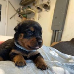 Light Blue - Black and rust female Rottweiler puppy in Aspers, Pennsylvania from Vom Uberlegenen Rottweilers