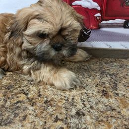 Opie - Red and white male Shih Tzu puppy in Rockmart, Georgia from Sonya Garrett