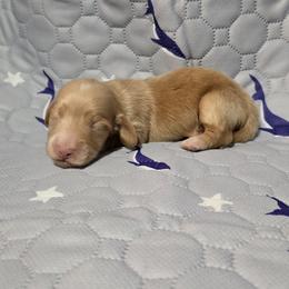 Buttercream - Red male Dachshund puppy in Windom, Minnesota from Aster Creek Dachshunds & Australian Shepherds