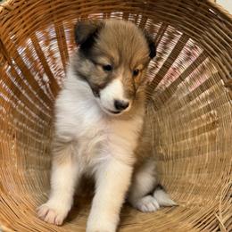 K-9 - Sable and white female Collie puppy in Beaver, Oklahoma from Lawson’s Lassies