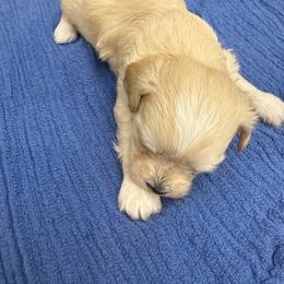 Hooch - Apricot male Maltipoo puppy in Dade City, Florida from Watkins Maltipoo's