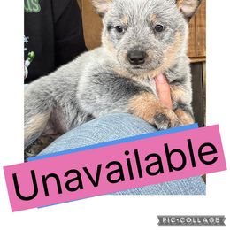 Female 1 - Blue speckled female Australian Cattle Dog puppy in Dillwyn, Virginia from Hardiman’s Howlin’ Hounds