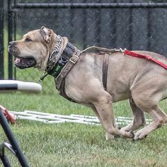 Perro de Presa Canarios from Presas With Attitude