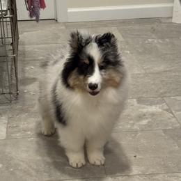 Benny - Blue merle white and tan male Shetland Sheepdog puppy in Wilton, Connecticut from Rosmoor