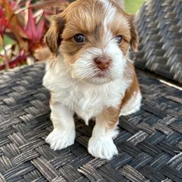Havanese Puppies from Pixie Dust Havanese