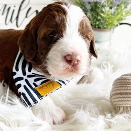 Hayes - Red phantom Aussiedoodle puppy in Orland, California from Shockley’s Elite Doodles