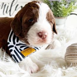 Hayes - Red phantom Aussiedoodle puppy in Orland, California from Shockley’s Elite Doodles