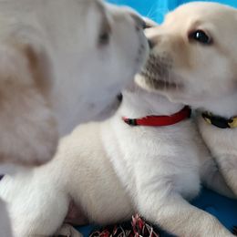 Labrador Retrievers from Little River Labradors
