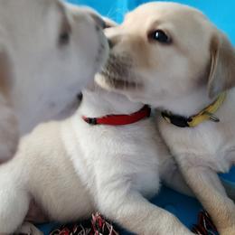 Labrador Retrievers from Little River Labradors