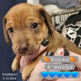 Dachshund Puppies from Wayward Home Dachshunds