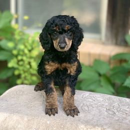 Poodle Puppies from Royal Ridge Poodles