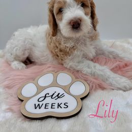 Bernedoodle Puppies from Whimsy Doodles
