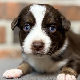 Boy 3 - male Miniature Australian Shepherd puppy in Stockton, Missouri from Kizmit Farmz