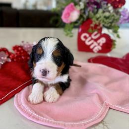 Boy 4 - male Bernedoodle puppy in Indiahoma, Oklahoma from Farm Fresh Doodles