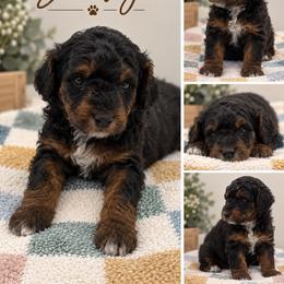 Shoofly - Phantom male Poodle puppy in Grass Valley, California from Sapphire Ridge Poodles