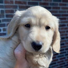 Teddy Bear - Cream male Dachshund puppy in Paris, Texas from Rolling9dachshunds