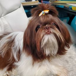 GEMMA - Shih Tzu