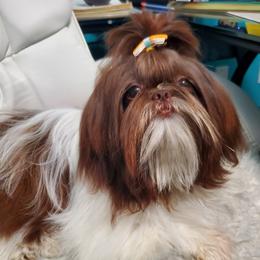 GEMMA - Shih Tzu