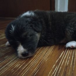 Australian Shepherd Puppies from Melick Kennels