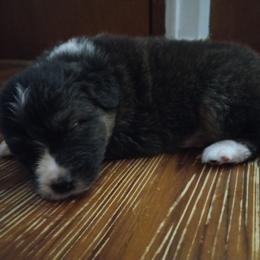 Australian Shepherd Puppies from Melick Kennels