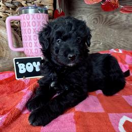 Daniel - Black and white male Aussiedoodle puppy in Charleston, Arkansas from Lazy S Aussies