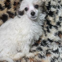 White boy - White and black male Chinese Crested puppy in Capac, Michigan from Puddles Palace Puppies