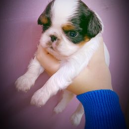 English Toy Spaniel Puppies from Skyline