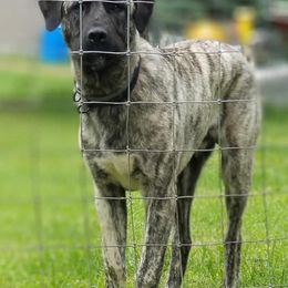Anatolian Shepherd Dogs from North Star Kinders